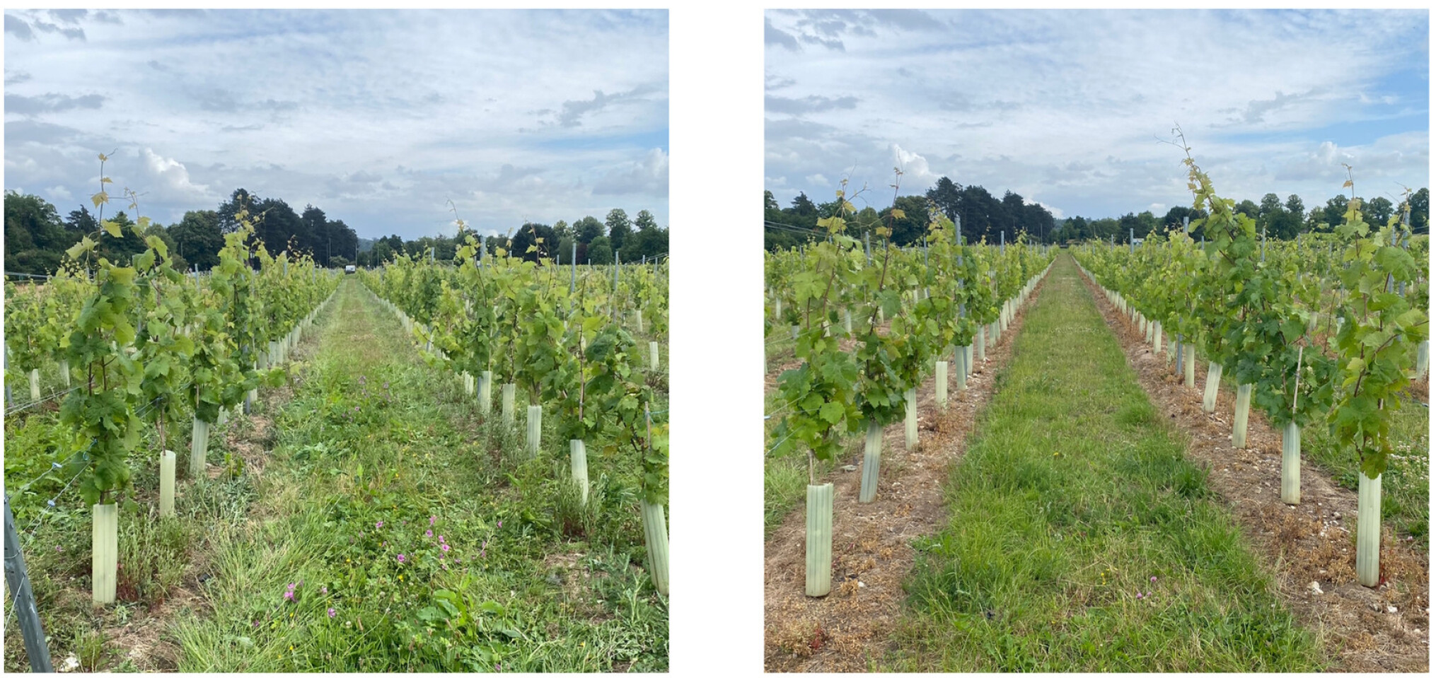 RootWave 12 Days After Treatment_Before and After web