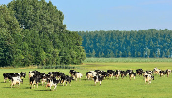 Extra uitstootruimte voor landbouw zet kwaad bloed bij Groen