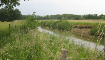 Bijna 280 dier- en plantensoorten uitgestorven in Vlaanderen